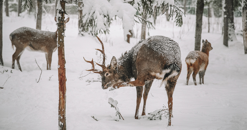 Живой уголок