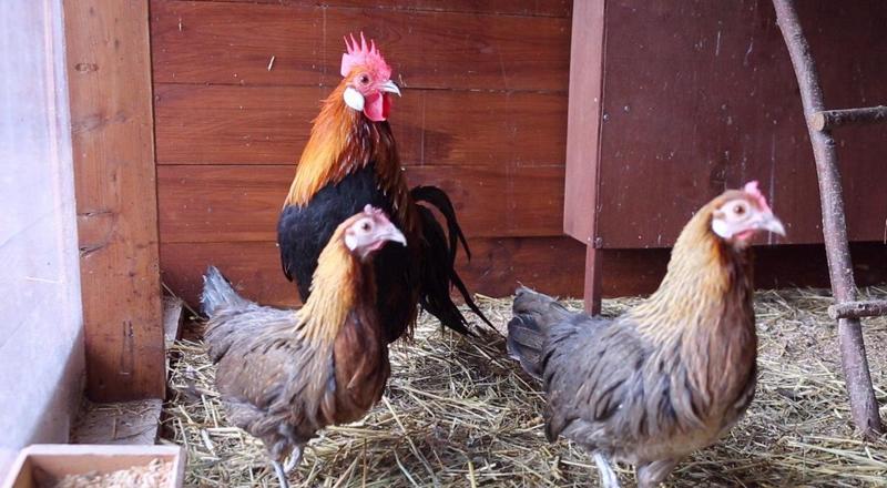 Петухи и куры
