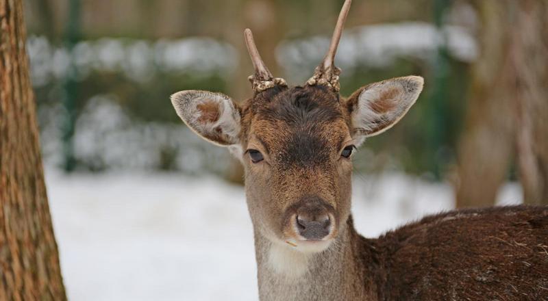 Лань европейская 