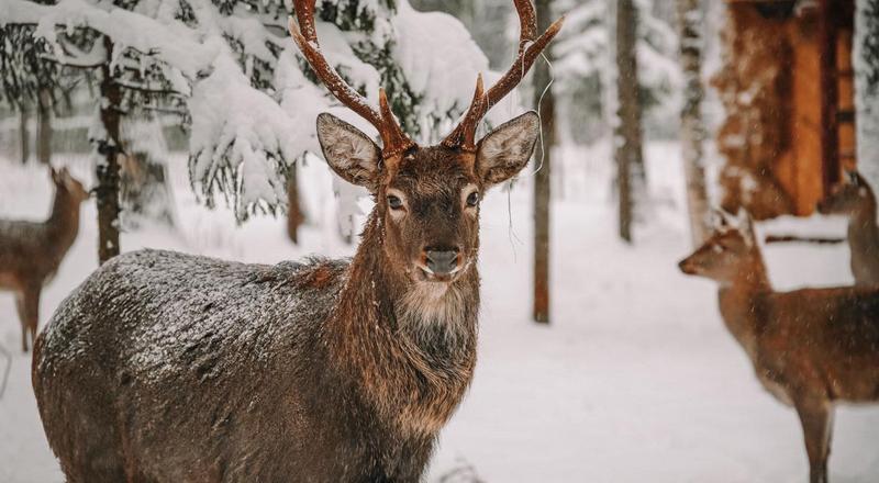 Пятнистые олени